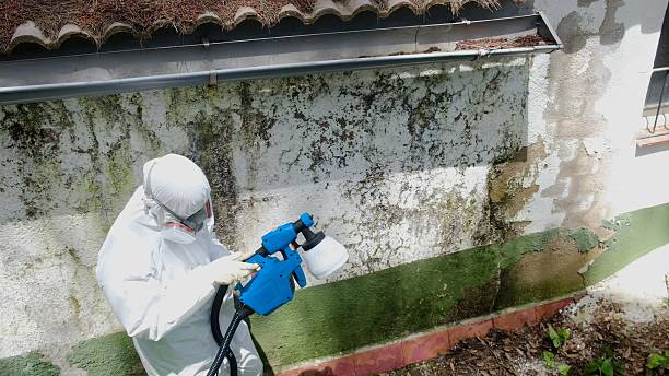 Trusted Attic Mold Removal service in Waynesboro, GA - Cheap Mold Removal